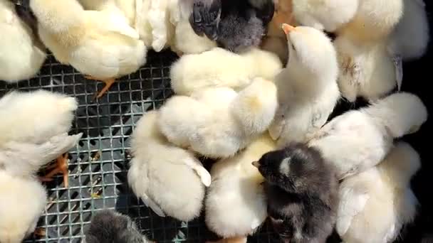Sok Kis Sárga Fekete Fehér Fiatal Csirke Közeli Farmon Sok — Stock videók