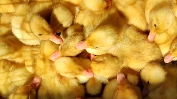 Muchos Patitos Amarillos Jóvenes Cerca Muchos Patitos Vista Superior Ganadería — Vídeos de Stock