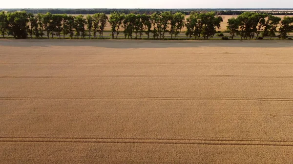 Aerial Drone View Flight Wheat Field Ripening Yellow Wheat Highway — Foto de Stock