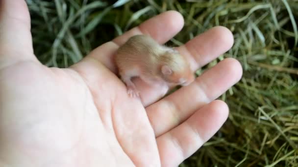 Pequeño Hámster Ciego Recién Nacido Primer Plano Mano Humana Pequeño — Vídeo de stock