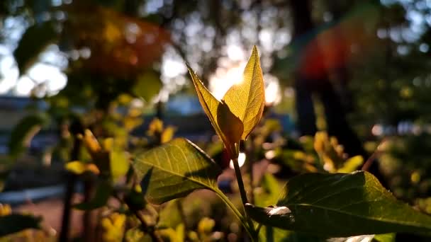 Morning Sun Shine Bright Green Young Leaves Tree Close Leaves — Stockvideo