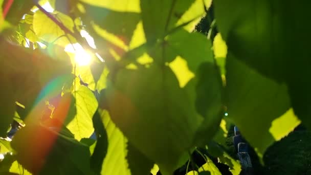 清晨的阳光透过树梢上明亮的绿叶照射着 大叶在风中摇曳 太阳光穿过它们 自然背景 概念环境 — 图库视频影像