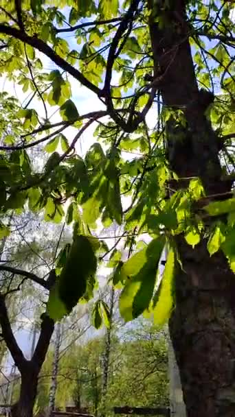 清晨的阳光透过树梢上明亮的绿叶照射着 大叶在风中摇曳 阳光穿过它们 自然背景 概念环境 垂直录像 — 图库视频影像