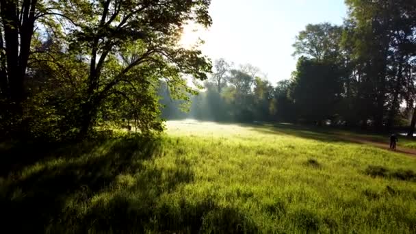 Matahari Bersinar Hutan Melalui Pohon Dan Cabang Pohon Glade Dengan — Stok Video