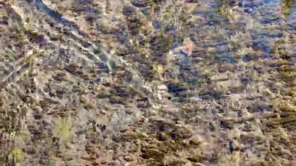 Water Flows Surface Old Stone Overgrown Muloi Silt Sunny Day — Stock Video