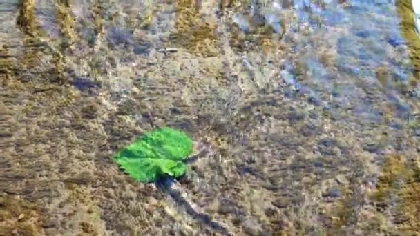 Water Flows Surface Green Leaf Old Stone Overgrown Muloi Silt — Stockvideo