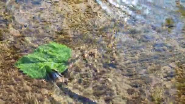 Water Flows Surface Green Leaf Old Stone Overgrown Muloi Silt — Stockvideo