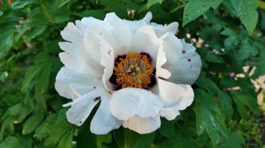 Yapraklarında yağmur damlaları ve yaprakları olan yeşil yapraklı büyük beyaz şakayık ağacı. Ağaç şakayığı. Beyaz taç yaprakları ve sarı keklikler. Doğal arka plan. Çiçek açar, çiçek açar Arkaplanda çiçek açar