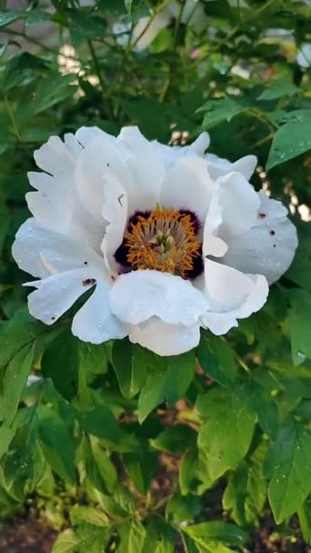 Large White Flower Peony Tree Green Leaves Raindrops Petals Leaves — Videoclip de stoc