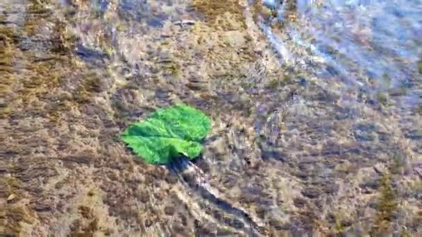 Νερό Ρέει Πάνω Από Την Επιφάνεια Και Πράσινο Φύλλο Της — Αρχείο Βίντεο