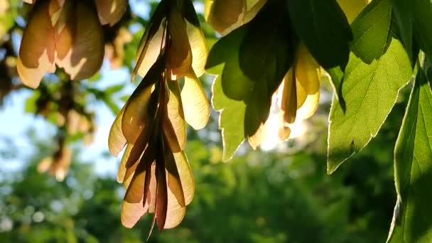 春夏黄昏时分 阳光透过绿灰叶和树的种子照耀着大地 新鲜的嫩叶和粉红的灰树种子在灿烂的阳光的映衬下迎风摇曳 美丽的自然背景 — 图库视频影像