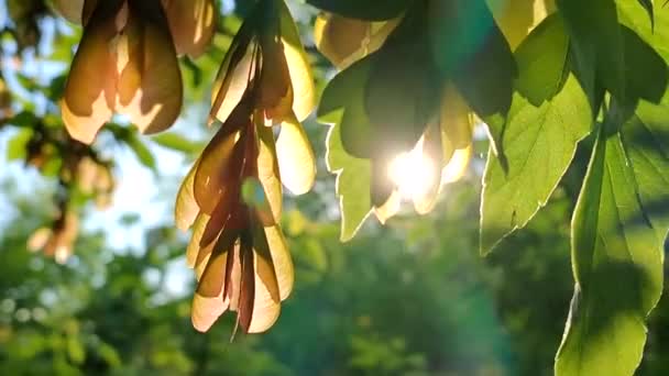 Słońce Świeci Przez Zielone Liście Jesionu Nasiona Drzewa Świcie Zachód — Wideo stockowe