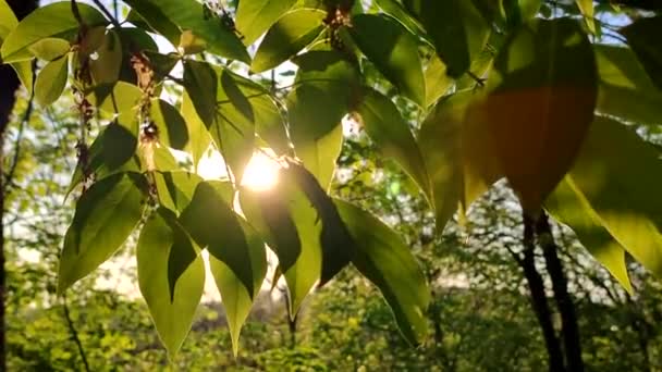 Ήλιος Λάμπει Μέσα Από Πράσινα Φύλλα Δέντρου Ηλιοβασίλεμα Της Αυγής — Αρχείο Βίντεο