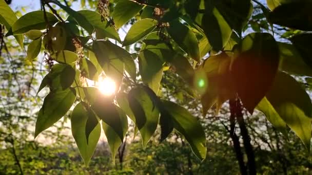 Słońce Świeci Przez Zielone Liście Drzewa Świcie Zachód Słońca Lecie — Wideo stockowe