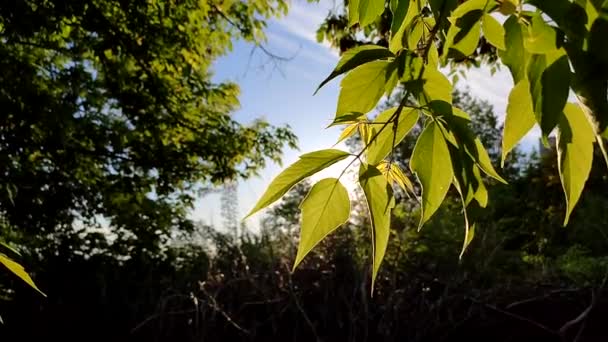 Sol Brilla Través Las Hojas Verdes Del Árbol Amanecer Del — Vídeos de Stock