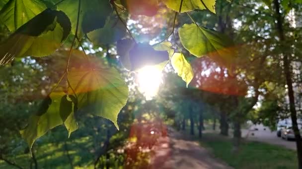 Slunce Svítí Listí Větvích Stromů Městském Parku Zelené Čerstvé Mladé — Stock video