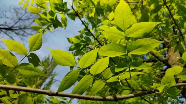 Branch Green Fresh Young Leaves Blue Sky Swaying Wind Sunny — ストック動画