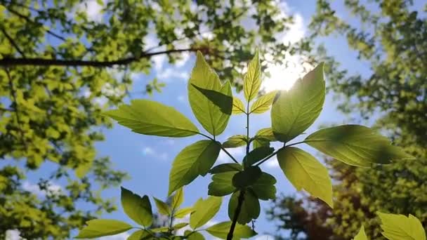 Bela Folha Fresca Jovem Ramo Árvore Através Qual Sol Brilha — Vídeo de Stock