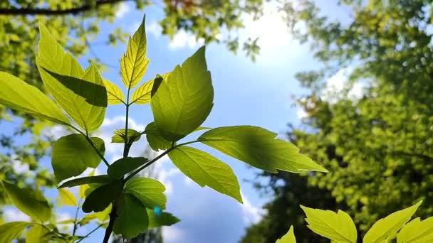 Krásné Mladé Čerstvé Listy Větvi Stromu Proti Modré Obloze Kymácející — Stock video