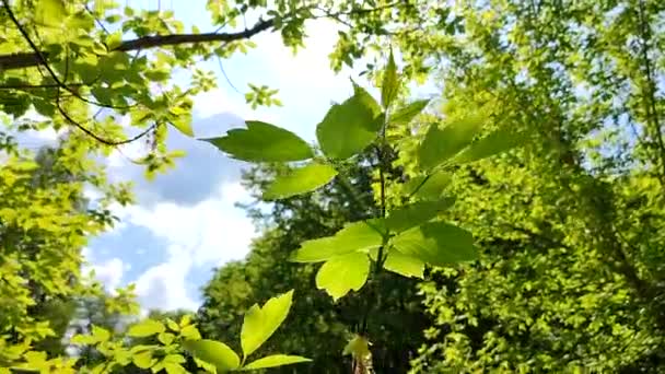 Beautiful Young Fresh Leaf Tree Branch Blue Sky Blurry Trees — ストック動画