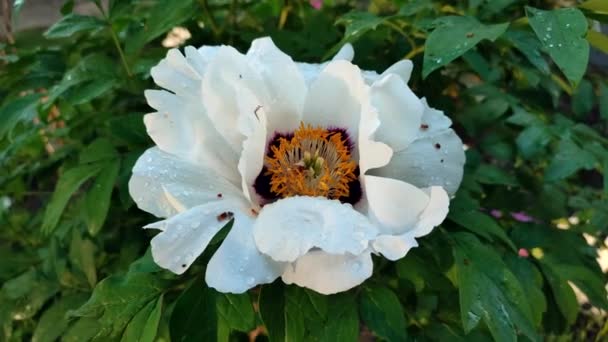 Велика Біла Квітка Півонії Зеленим Листям Краплями Дощу Пелюстках Листям — стокове відео