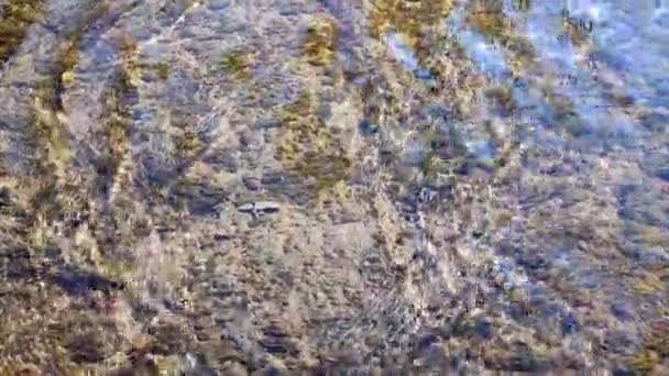 Water Flows Surface Old Stone Overgrown Muloi Silt Sunny Day — Stock video