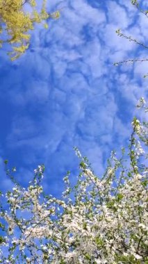 Yeşil yapraklı beyaz kiraz çiçekleri ve tomurcukları. Güneşli bahar gününde bir sürü beyaz çiçek. Kiraz ağacından çok güzel doğal bir arka plan. Dikey video