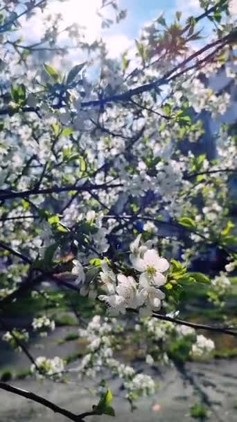Λευκά Άνθη Και Μπουμπούκια Κερασιάς Κλαδί Πράσινα Φύλλα Από Κοντά — Αρχείο Βίντεο