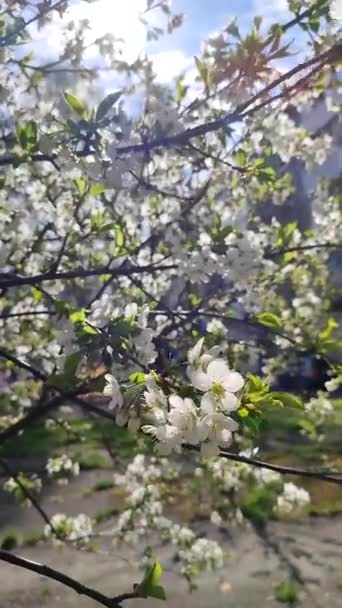 White Blooming Cherry Flowers Buds Branch Green Leaves Close Lots — Vídeo de stock