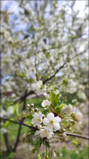 Flores Brancas Florescendo Cereja Botões Ramo Com Folhas Verdes Close — Vídeo de Stock