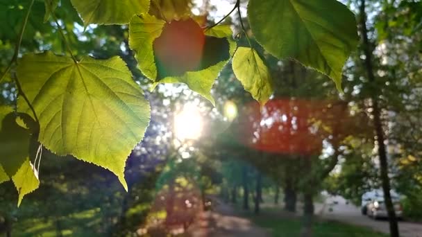 Солнце Светит Сквозь Листья Ветках Деревьев Городском Парке Зеленые Свежие — стоковое видео