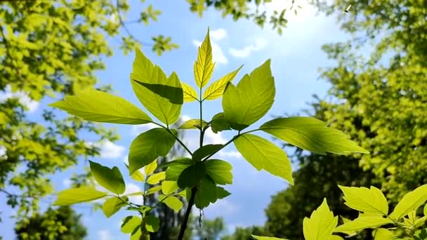 Beautiful Young Fresh Leaf Tree Branch Blue Sky Swaying Wind — Stock Video