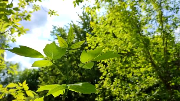 Beautiful Young Fresh Leaf Tree Branch Blue Sky Blurry Trees — Vídeo de stock
