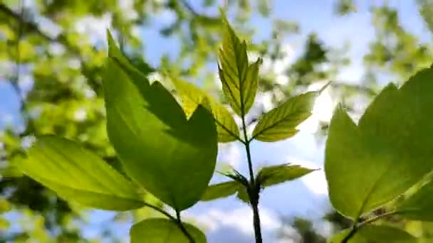 Beautiful Young Fresh Leaf Tree Branch Blue Sky Swaying Wind — Stok video