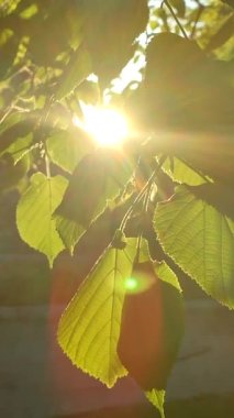 Bright evening sun shines through fresh leaves on tree branch on sunny spring evening. Beautiful natural background. Beams of sun shine through leaves close-up. Concept environmental. Vertical video
