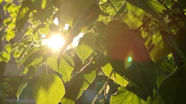 Bright Evening Sun Shines Young Fresh Leaves Tree Branch Sunny — Vídeos de Stock