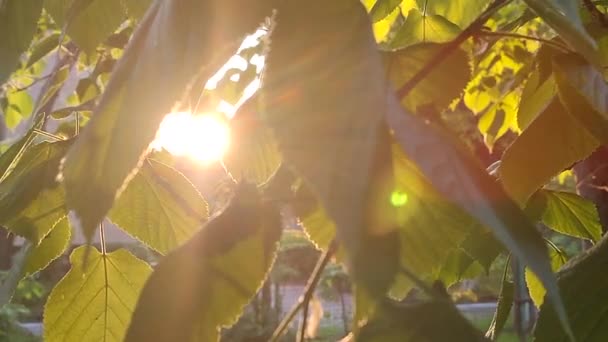 Bright Evening Sun Shines Young Fresh Leaves Tree Branch Sunny — Stock video