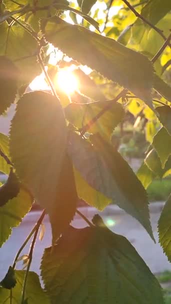 Bright Evening Sun Shines Fresh Leaves Tree Branch Sunny Spring — Stock Video