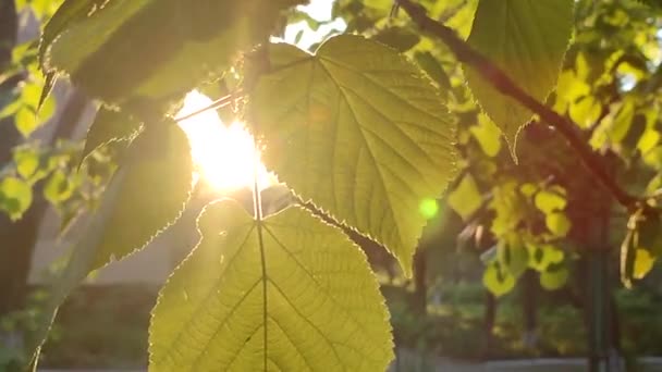 Bright Evening Sun Shines Young Fresh Leaves Tree Branch Sunny — Stock Video