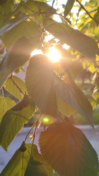 Güneşli Bir Bahar Akşamında Ağaç Dalındaki Taze Yaprakların Arasından Parlak — Stok video