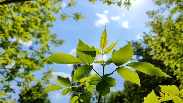 Beautiful Young Fresh Leaf Tree Branch Blue Sky Blurry Trees — 图库视频影像