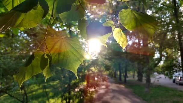 Slunce Svítí Listí Větvích Stromů Městském Parku Zelené Čerstvé Mladé — Stock video