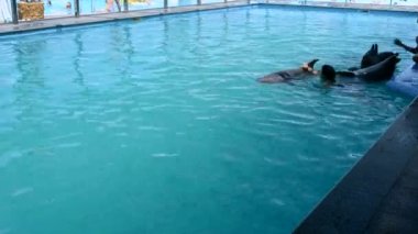 Woman caucasian swimming with dolphins in the pool. Dolphin therapy. Girl holding fins of dolphin. Dolphinarium. Leisure, relaxation entertainment, positive impressions, recreation. Marine sea mammals