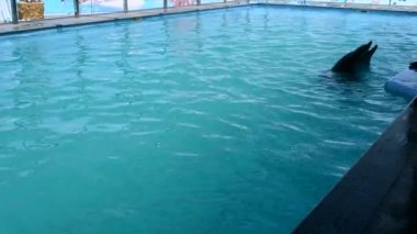 Woman caucasian swimming with dolphins in the pool. Dolphin therapy. Girl holding fins of dolphin. Dolphinarium. Leisure, relaxation entertainment, positive impressions, recreation. Marine sea mammals