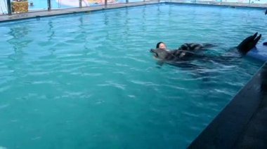 Woman pets stroke dolphins and they kiss her on cheek. Girl caucasian swimming with dolphins in pool. Dolphin therapy. Dolphinarium. Leisure, relaxation entertainment, positive impressions, recreation