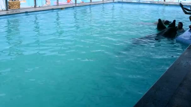 Woman Caucasian Swimming Dolphins Pool Dolphin Therapy Girl Holding Fins — Video Stock