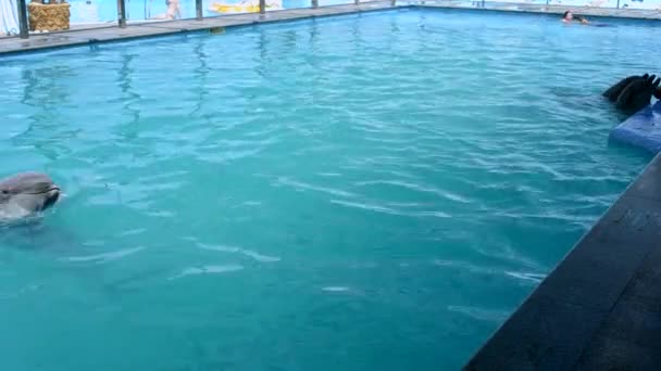 Дельфін Плаває Басейні Під Час Дельфінотерапії Жінка Плаває Дельфінами Дівчина — стокове відео