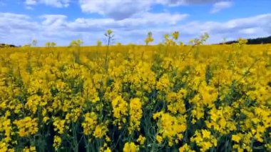 Field of flowering yellow rapeseed. Yellow rapeseed flowers grow in field and sway in wind close-up. Blue sky white clouds. Natural agro industrial agricultural background. Flowering agricultural crop