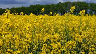 Field of flowering yellow rapeseed. Yellow rapeseed flowers grow in field and sway in wind close-up. Natural agro industrial agricultural background. Flowering agricultural crop