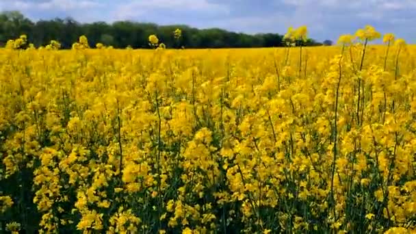 Field Flowering Yellow Rapeseed Yellow Rapeseed Flowers Grow Field Sway — Stock videók